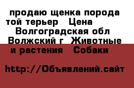 продаю щенка порода той терьер › Цена ­ 5 000 - Волгоградская обл., Волжский г. Животные и растения » Собаки   